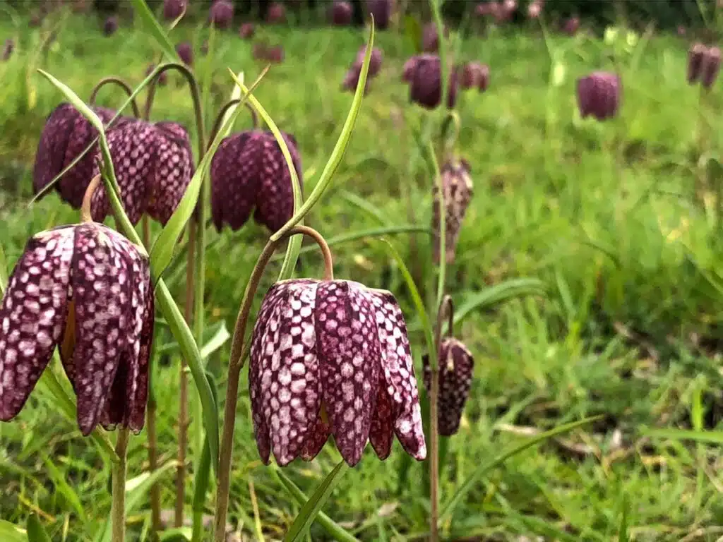 De tuin & De omgeving